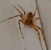 Philodromus sp.